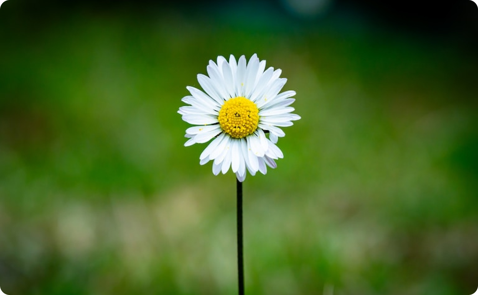 Daoust a mis en place une politique viasant à réduire et compenser son empreinte carbone.